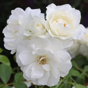White Rose Live Plant – Floribunda, Fragrant, Repeat Blooming, 4-6 Inch Tall - Image 5