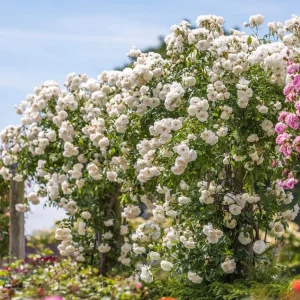 White Rose Live Plant – Floribunda, Fragrant, Repeat Blooming, 4-6 Inch Tall - Image 6