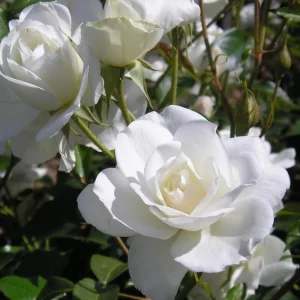 White Rose Live Plant – Floribunda, Fragrant, Repeat Blooming, 4-6 Inch Tall - Image 7