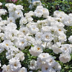 White Rose Live Plant – Floribunda, Fragrant, Repeat Blooming, 4-6 Inch Tall - Image 8