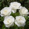 White Rose Live Plant – Floribunda, Fragrant, Repeat Blooming, 4-6 Inch Tall - Image 1