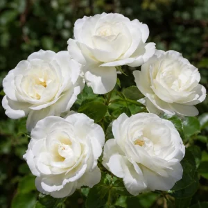 White Rose Live Plant – Floribunda, Fragrant, Repeat Blooming, 4-6 Inch Tall - Image 1