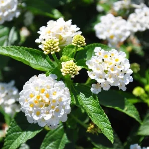 White Trailing Lantana Live Plants – Set of 2, 4-6 Inch Starter Plants for Outdoor Garden - Image 3