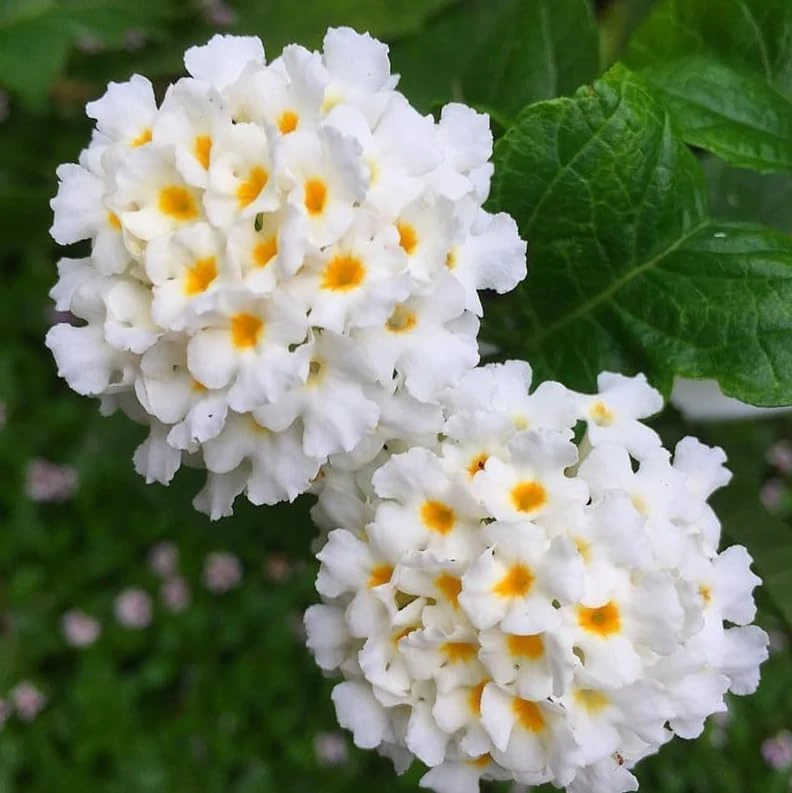 White Trailing Lantana Live Plants – Set of 2, 4-6 Inch Starter Plants for Outdoor Garden - Image 4