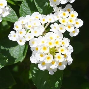 White Trailing Lantana Live Plants – Set of 2, 4-6 Inch Starter Plants for Outdoor Garden - Image 5