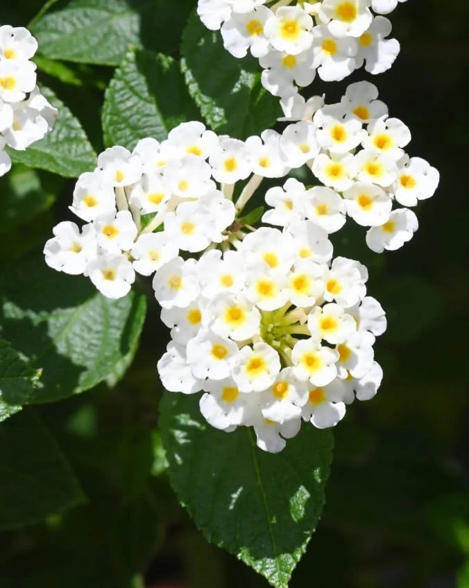 White Trailing Lantana Live Plants – Set of 2, 4-6 Inch Starter Plants for Outdoor Garden - Image 5