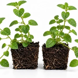 White Trailing Lantana Live Plants – Set of 2, 4-6 Inch Starter Plants for Outdoor Garden - Image 6