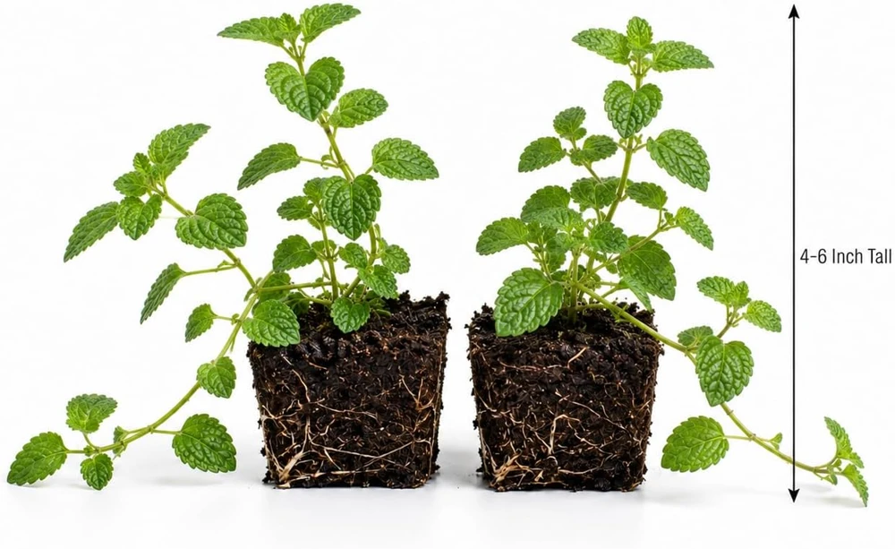 White Trailing Lantana Live Plants – Set of 2, 4-6 Inch Starter Plants for Outdoor Garden - Image 6