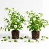 White Trailing Lantana Live Plants – Set of 2, 4-6 Inch Starter Plants for Outdoor Garden - Image 1