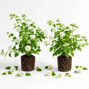 White Trailing Lantana Live Plants – Set of 2, 4-6 Inch Starter Plants for Outdoor Garden - Image 1