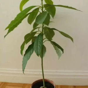 Wilson Popenoe Avocado Tree Live Plant - Fast Fruiting, Disease Resistant, 3-4 ft - Image 2