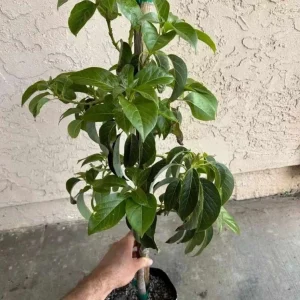 Wilson Popenoe Avocado Tree Live Plant - Fast Fruiting, Disease Resistant, 3-4 ft - Image 3