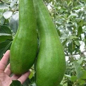 Wilson Popenoe Avocado Tree Live Plant - Fast Fruiting, Disease Resistant, 3-4 ft - Image 4