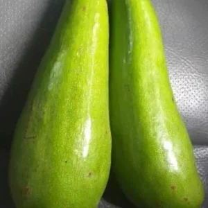 Wilson Popenoe Avocado Tree Live Plant - Fast Fruiting, Disease Resistant, 3-4 ft - Image 1