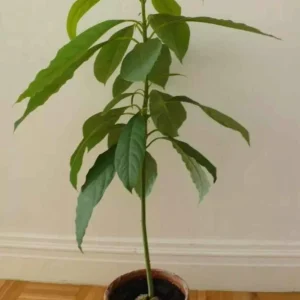 Wilson Popenoe Grafted Avocado Tree Live Plant (1-2 ft) Fruit Bearing - Image 2