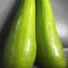 Wilson Popenoe Grafted Avocado Tree Live Plant (1-2 ft) Fruit Bearing - Image 1