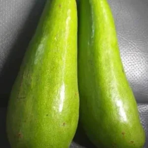 Wilson Popenoe Grafted Avocado Tree Live Plant (1-2 ft) Fruit Bearing - Image 1