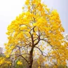 Yellow Oak Live Tree - Quercus Muehlenbergii - Golden Fall Foliage, 12-18 inch - Image 1