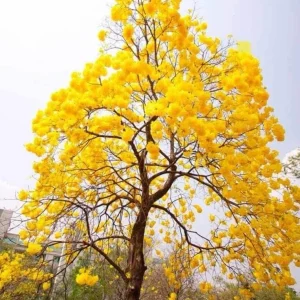 Yellow Oak Live Tree - Quercus Muehlenbergii - Golden Fall Foliage, 12-18 inch - Image 1