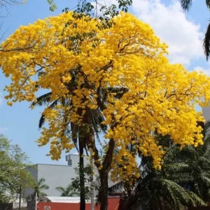 Yellow Oak Live Tree - Quercus Muehlenbergii - Golden Fall Foliage, 12-18 inch - Image 3