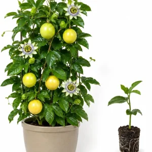Yellow Passionfruit Live Plant, 4-7 Inch Starter Vine, Tropical Vine - Image 3