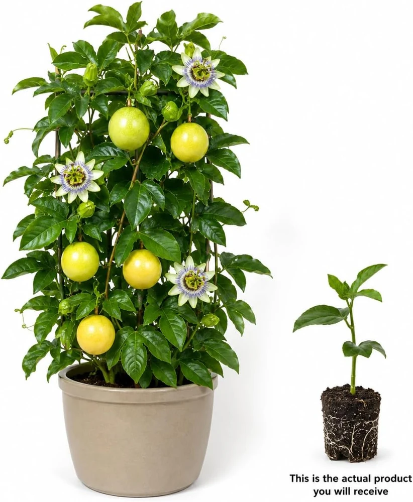 Yellow Passionfruit Live Plant, 4-7 Inch Starter Vine, Tropical Vine - Image 3