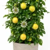Yellow Passionfruit Live Plant, 4-7 Inch Starter Vine, Tropical Vine - Image 1