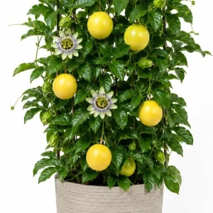 Yellow Passionfruit Live Plant, 4-7 Inch Starter Vine, Tropical Vine - Image 1
