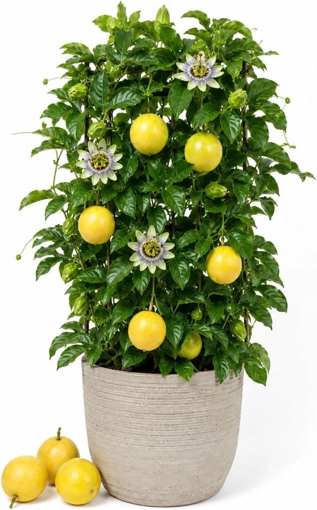 Yellow Passionfruit Live Plant, 4-7 Inch Starter Vine, Tropical Vine - Image 1