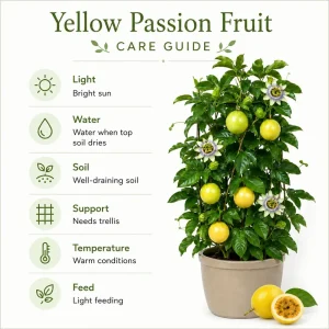 Yellow Passionfruit Live Plant, 4-7 Inch Starter Vine, Tropical Vine - Image 5