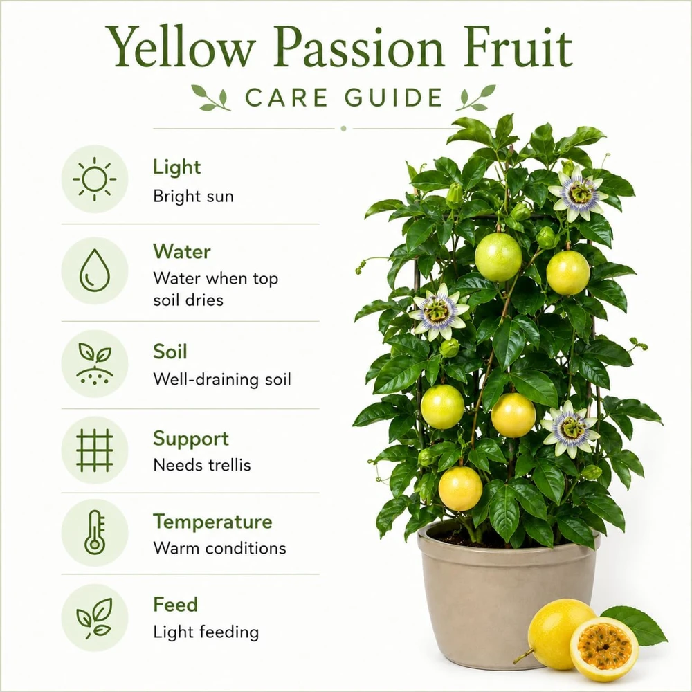 Yellow Passionfruit Live Plant, 4-7 Inch Starter Vine, Tropical Vine - Image 5