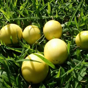 Yellow Passionfruit Live Plant - Sweet Fruit Vine for Home Garden, 4-8 Inch Tall - Image 5