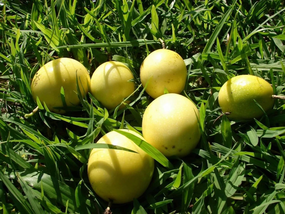Yellow Passionfruit Live Plant - Sweet Fruit Vine for Home Garden, 4-8 Inch Tall - Image 5