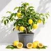 Yellow Passionfruit Live Plant - Sweet Fruit Vine for Home Garden, 4-8 Inch Tall - Image 1