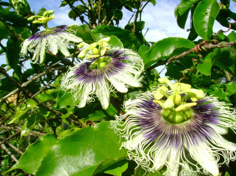 Yellow Passionfruit Live Plant - Sweet Fruit Vine for Home Garden, 4-8 Inch Tall - Image 6