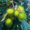 Yellow Rambutan Live Fruit Tree - Nephelium lappaceum - 10-18 inches - Image 1