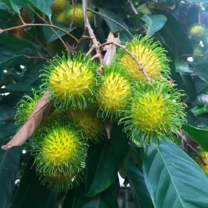 Yellow Rambutan Live Fruit Tree - Nephelium lappaceum - 10-18 inches - Image 1