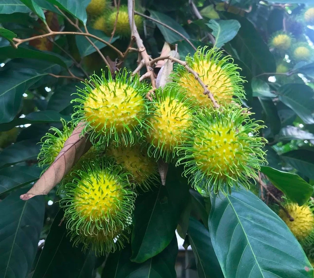 Yellow Rambutan Live Plant - Nephelium lappaceum - 2 ft Tall Fruit Tree - Image 2