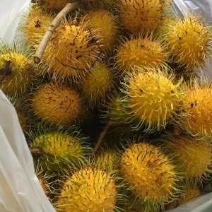 Yellow Rambutan Live Plant - Nephelium lappaceum - 2 ft Tall Fruit Tree - Image 3
