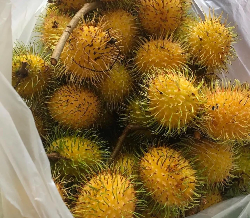 Yellow Rambutan Live Plant - Nephelium lappaceum - 2 ft Tall Fruit Tree - Image 3