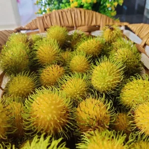 Yellow Rambutan Live Plant - Nephelium lappaceum - 2 ft Tall Fruit Tree - Image 4