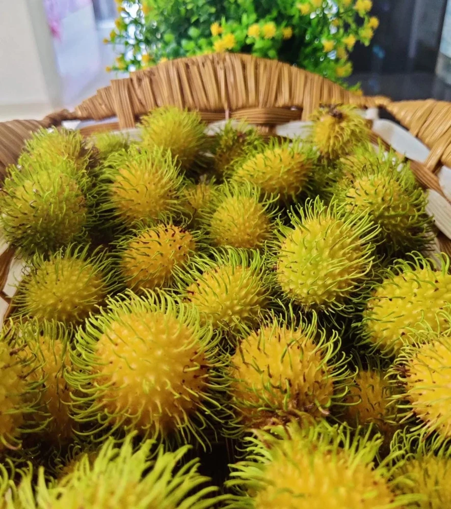 Yellow Rambutan Live Plant - Nephelium lappaceum - 2 ft Tall Fruit Tree - Image 4