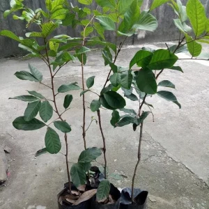Yellow Rambutan Live Plant - Nephelium lappaceum - 2 ft Tall Fruit Tree - Image 5