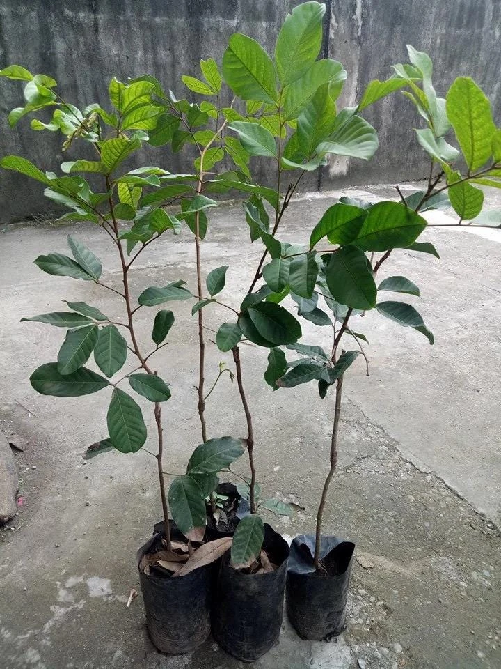 Yellow Rambutan Live Plant - Nephelium lappaceum - 2 ft Tall Fruit Tree - Image 5