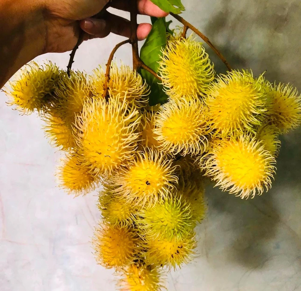 Yellow Rambutan Live Plant - Nephelium lappaceum - 2 ft Tall Fruit Tree - Image 1