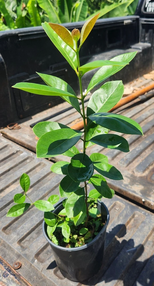 Yellow Strawberry Guava Live Fruit Tree (1-2 ft) - Exotic Edible Plant - Image 2