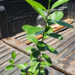 Yellow Strawberry Guava Live Fruit Tree (1-2 ft) - Exotic Edible Plant - Image 3