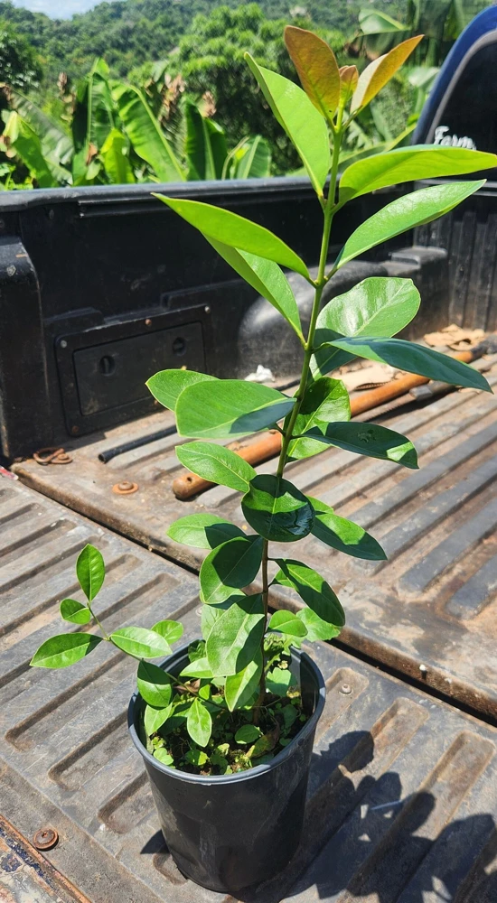 Yellow Strawberry Guava Live Fruit Tree (1-2 ft) - Exotic Edible Plant - Image 3