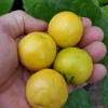 Yellow Strawberry Guava Live Fruit Tree (1-2 ft) - Exotic Edible Plant - Image 1