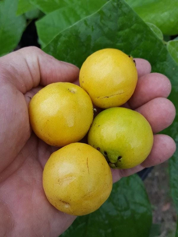 Yellow Strawberry Guava Live Fruit Tree (1-2 ft) - Exotic Edible Plant - Image 1